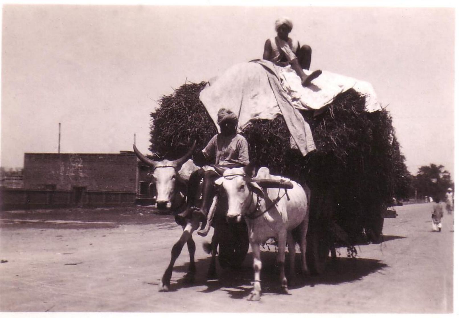 bullock cart