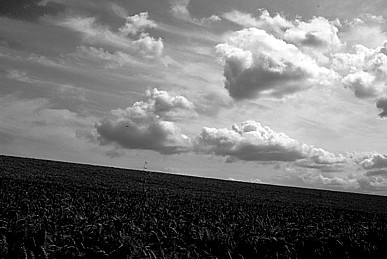 Untitled-Grayscale-01a