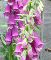 foxglove