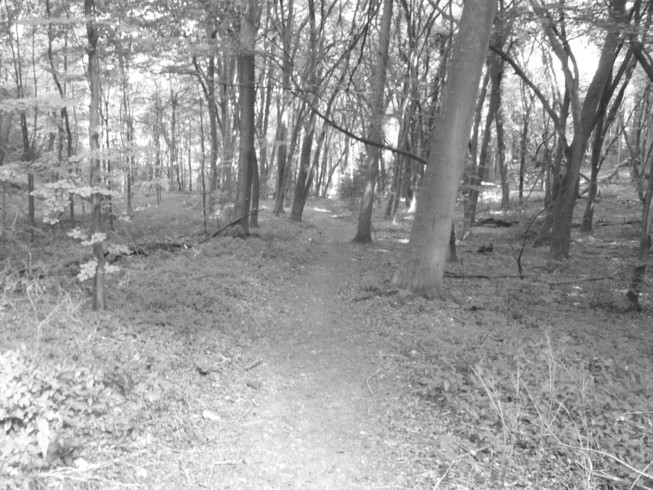 Untitled-Grayscale-01